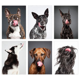 Knock Knock Lick Dogs Notecards (Large) - Knock Knock Stuff SKU 